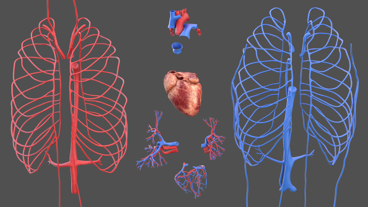 Human Cardiovascular System Full Body 3D