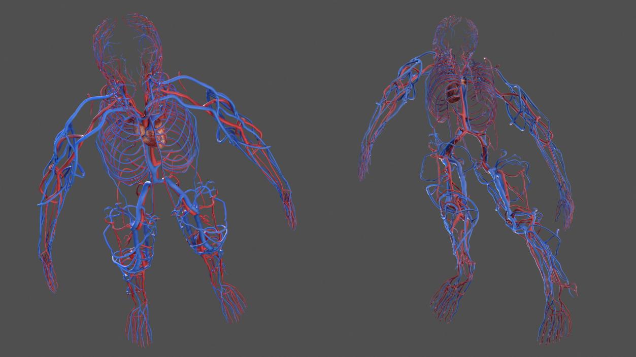 Human Cardiovascular System Full Body 3D