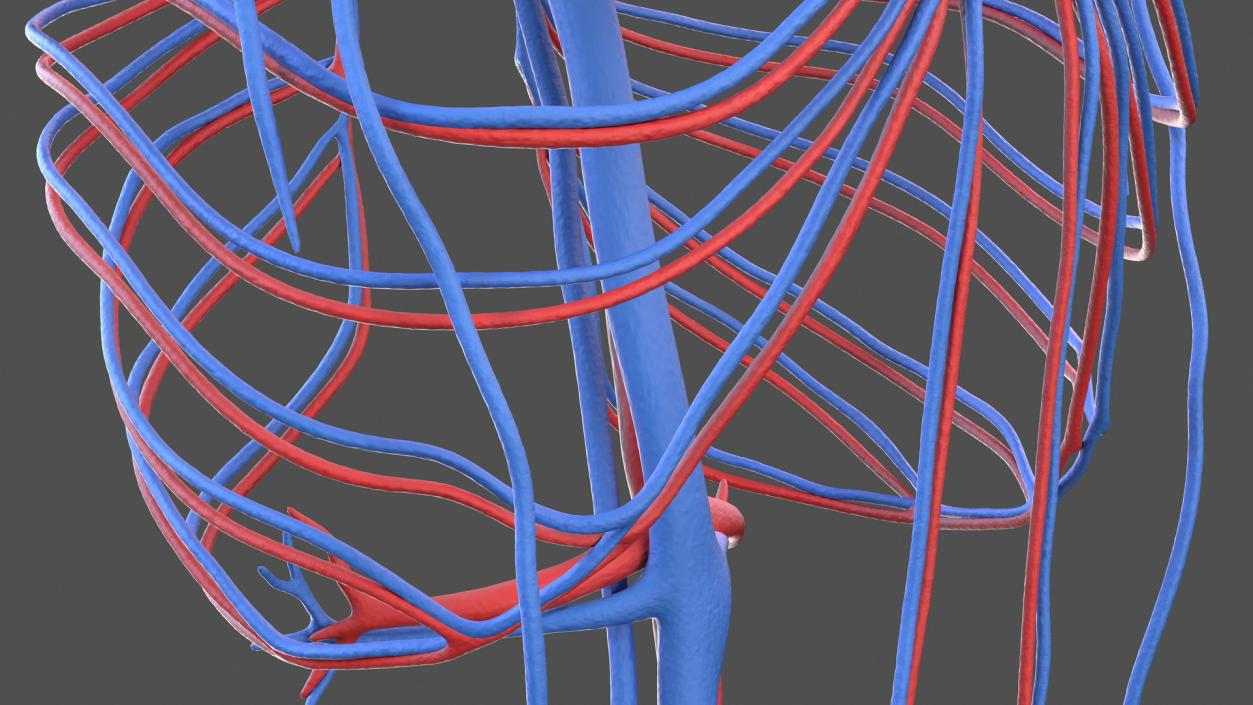 Human Cardiovascular System Full Body 3D