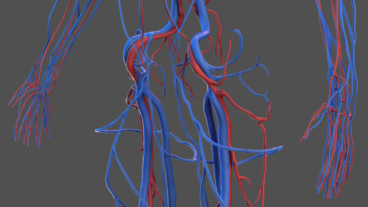 Human Cardiovascular System Full Body 3D