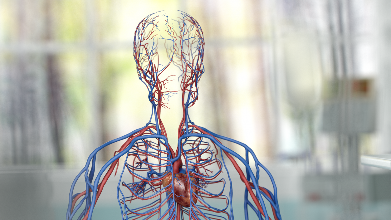 Human Cardiovascular System Full Body 3D