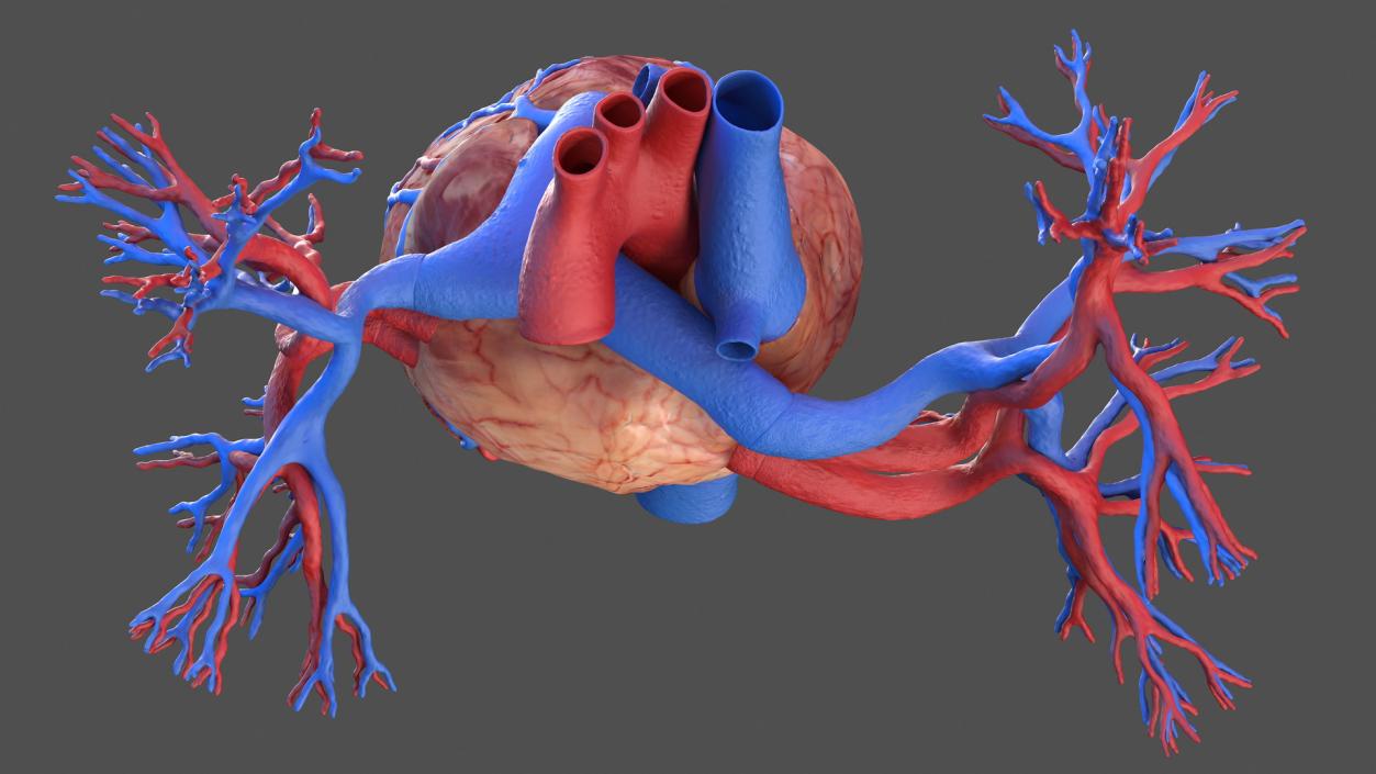 Human Cardiovascular System Full Body 3D