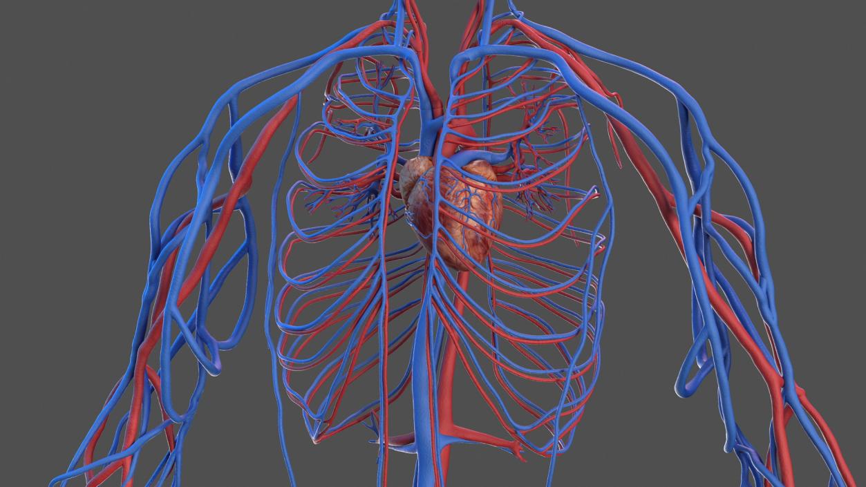 Human Cardiovascular System Full Body 3D