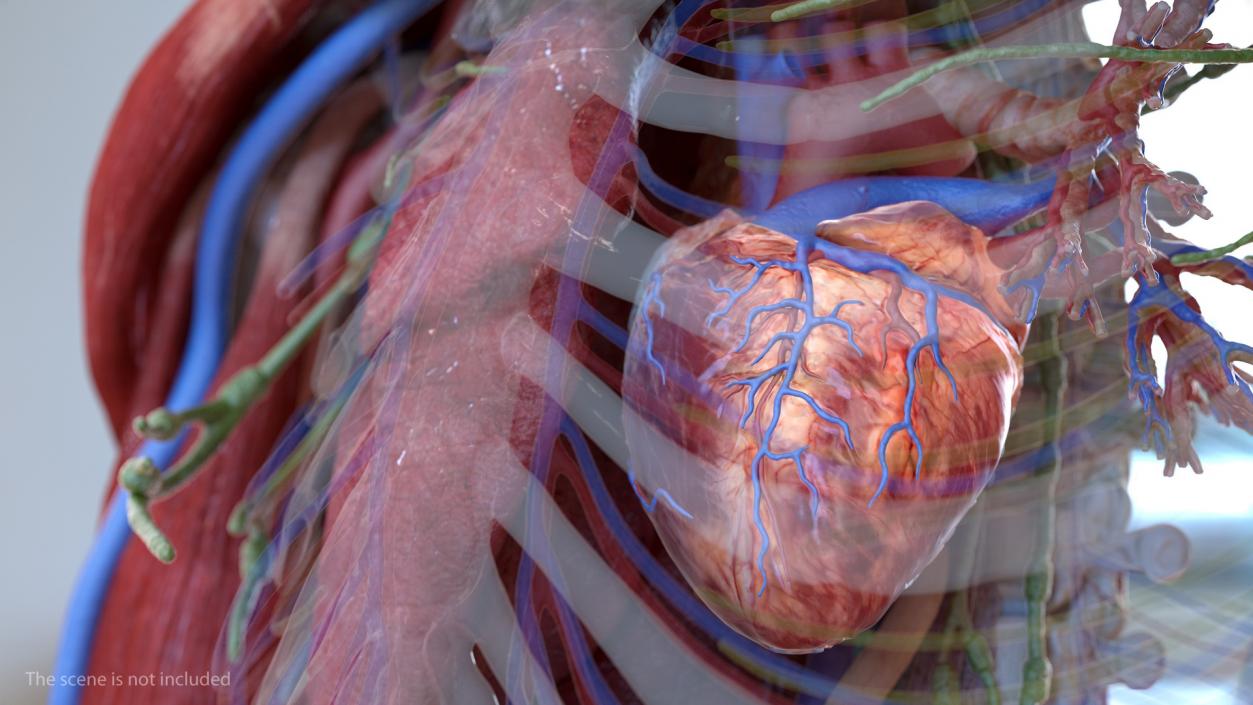 Human Cardiovascular System Full Body 3D