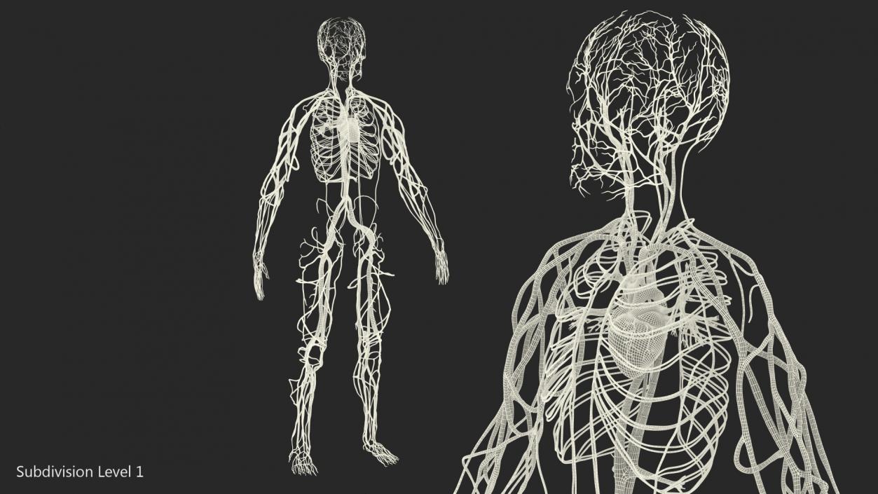 Human Cardiovascular System Full Body 3D