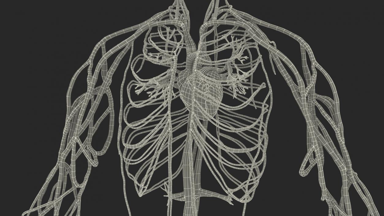 Human Cardiovascular System Full Body 3D