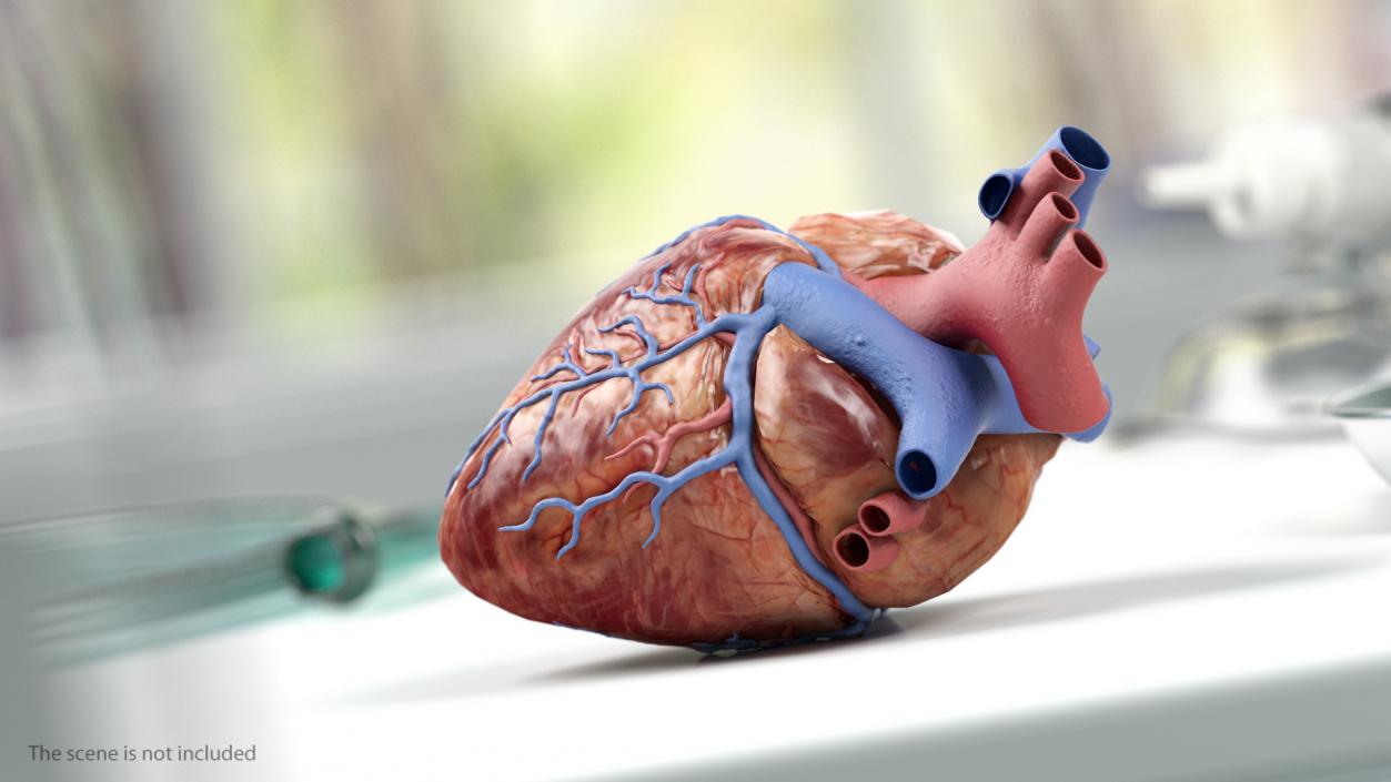 Human Cardiovascular System Full Body 3D