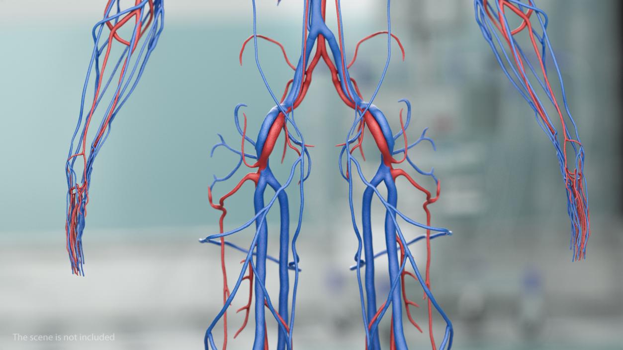 Human Cardiovascular System Full Body 3D