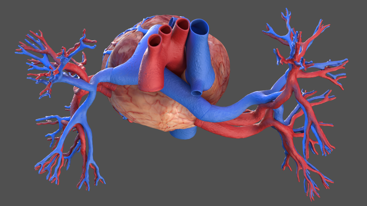 Human Cardiovascular System Full Body 3D