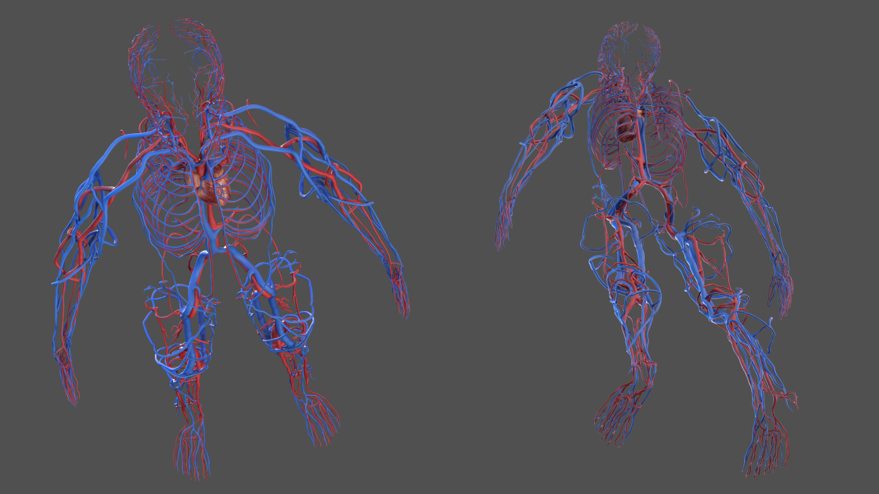 Human Cardiovascular System Full Body 3D