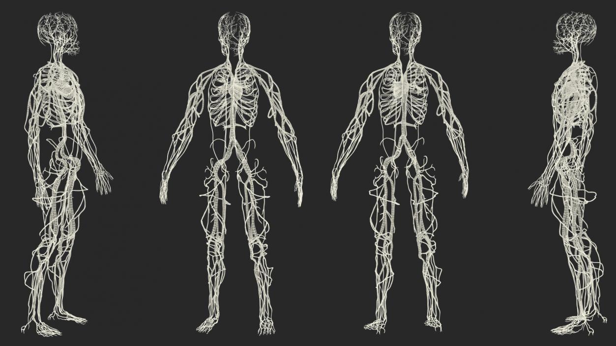 Human Cardiovascular System Full Body 3D