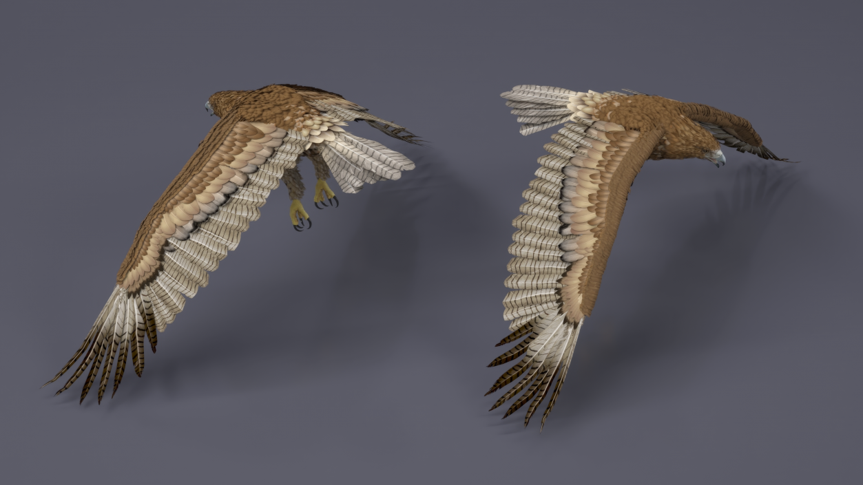 Aquila Gurneyi Eagle Flying 3D