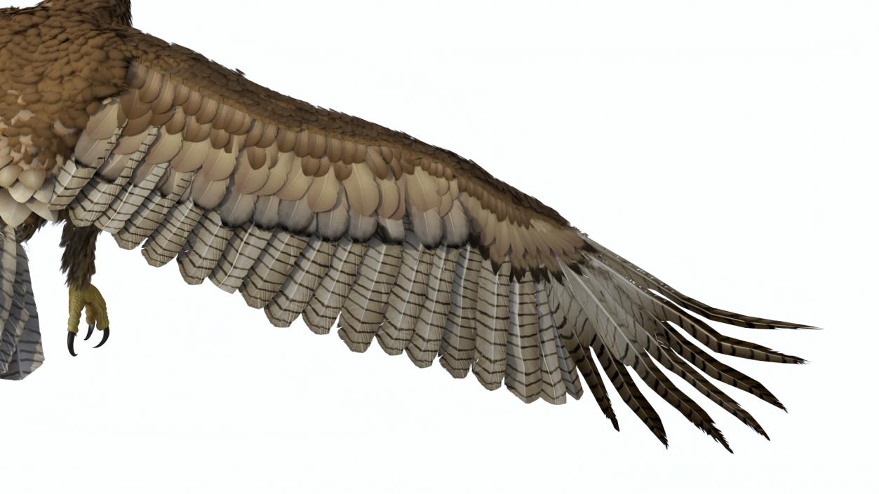 Aquila Gurneyi Eagle Flying 3D