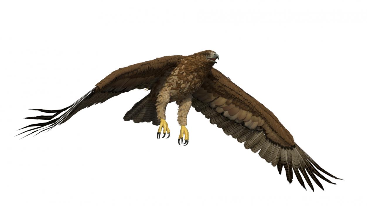 Aquila Gurneyi Eagle Flying 3D