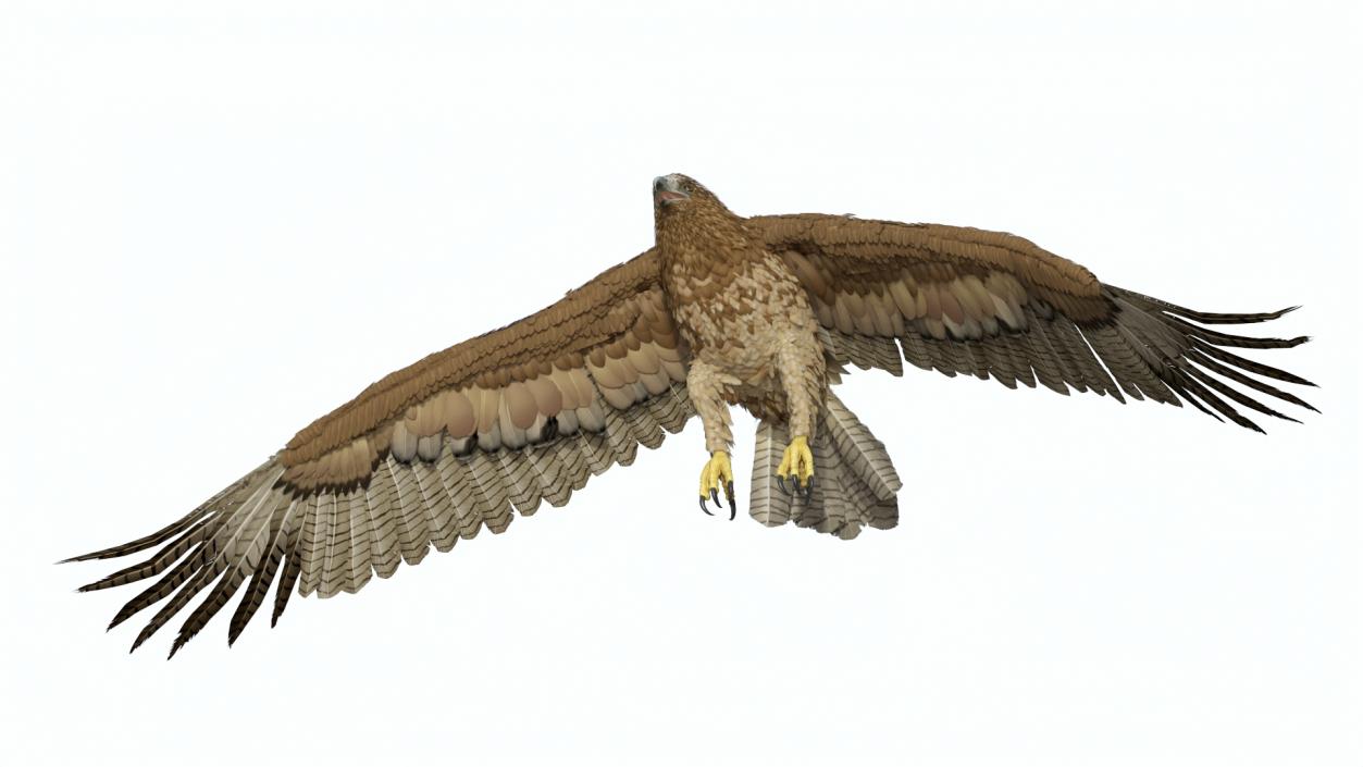 Aquila Gurneyi Eagle Flying 3D