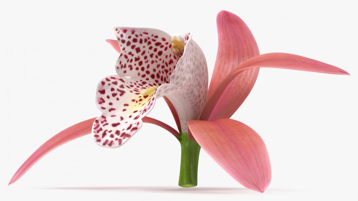 3D Cymbidium Orchid Flower Pink model