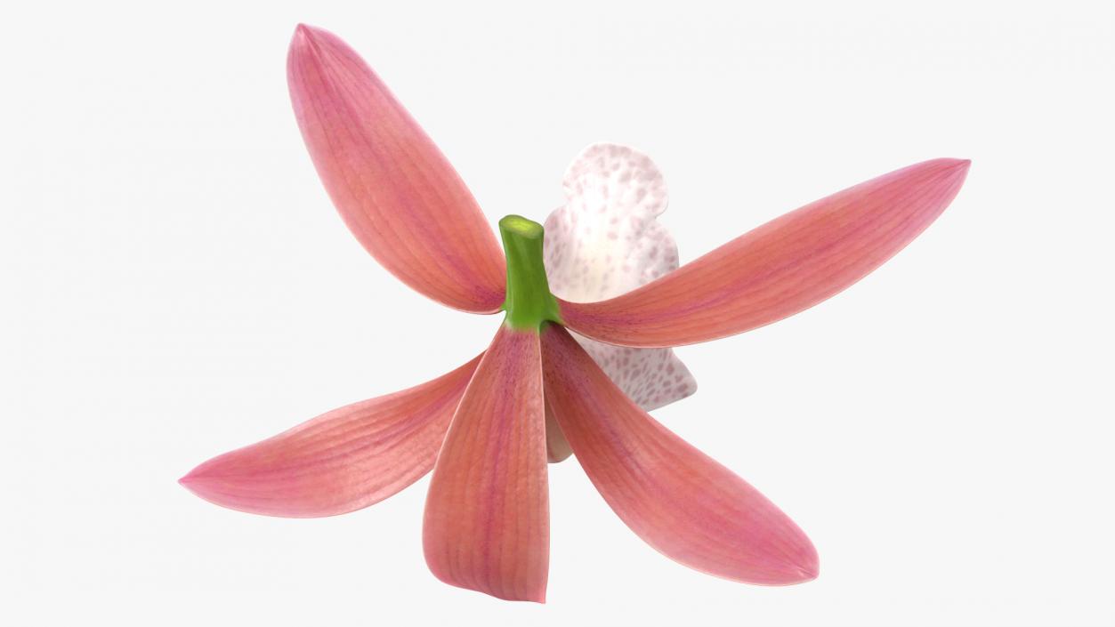 3D Cymbidium Orchid Flower Pink model