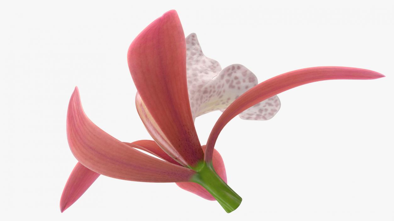 3D Cymbidium Orchid Flower Pink model