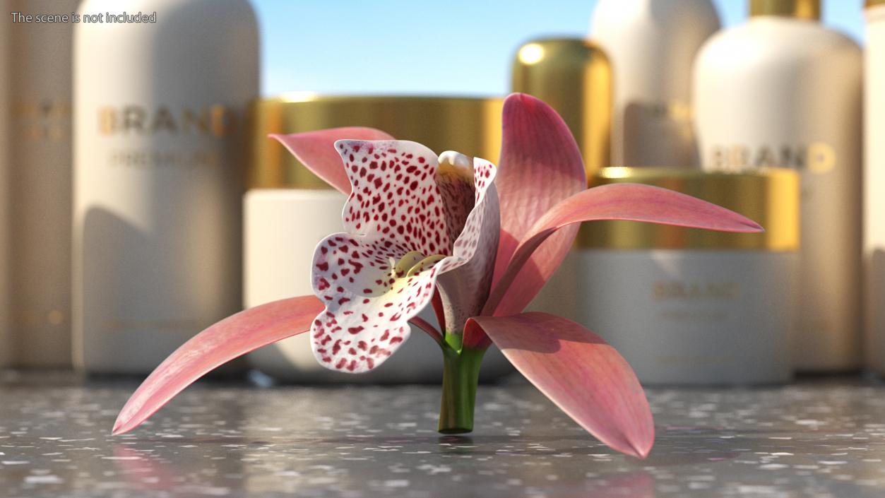 3D Cymbidium Orchid Flower Pink model