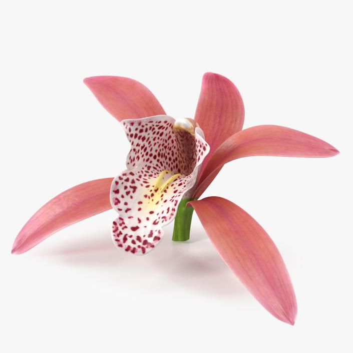 3D Cymbidium Orchid Flower Pink model