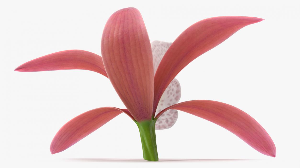 3D Cymbidium Orchid Flower Pink model