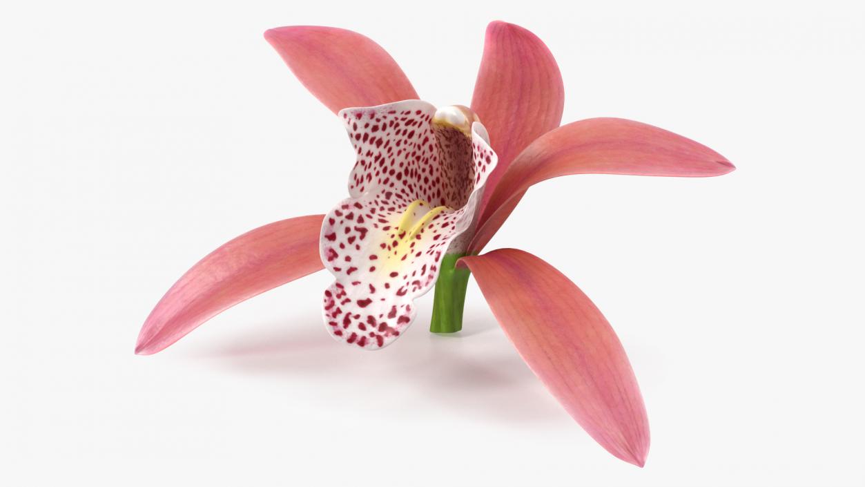 3D Cymbidium Orchid Flower Pink model