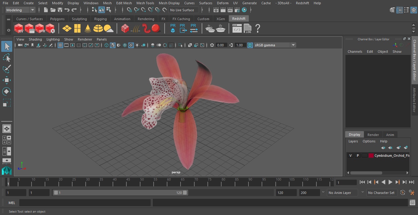 3D Cymbidium Orchid Flower Pink model