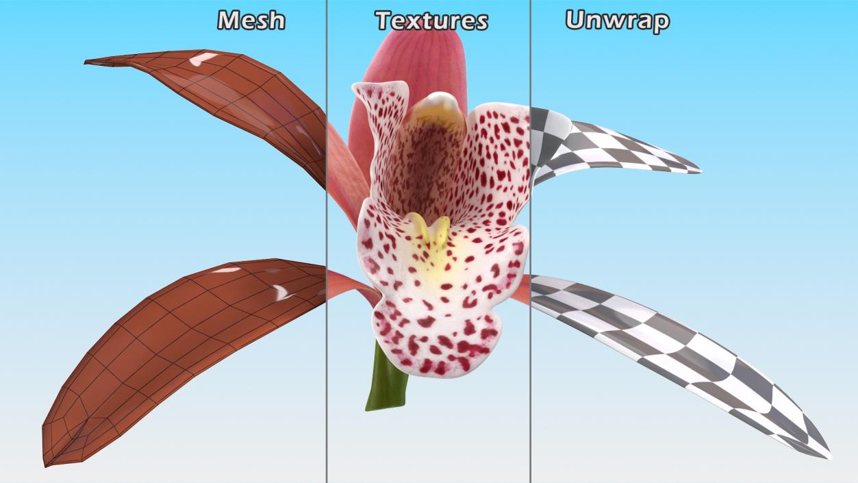 3D Cymbidium Orchid Flower Pink model