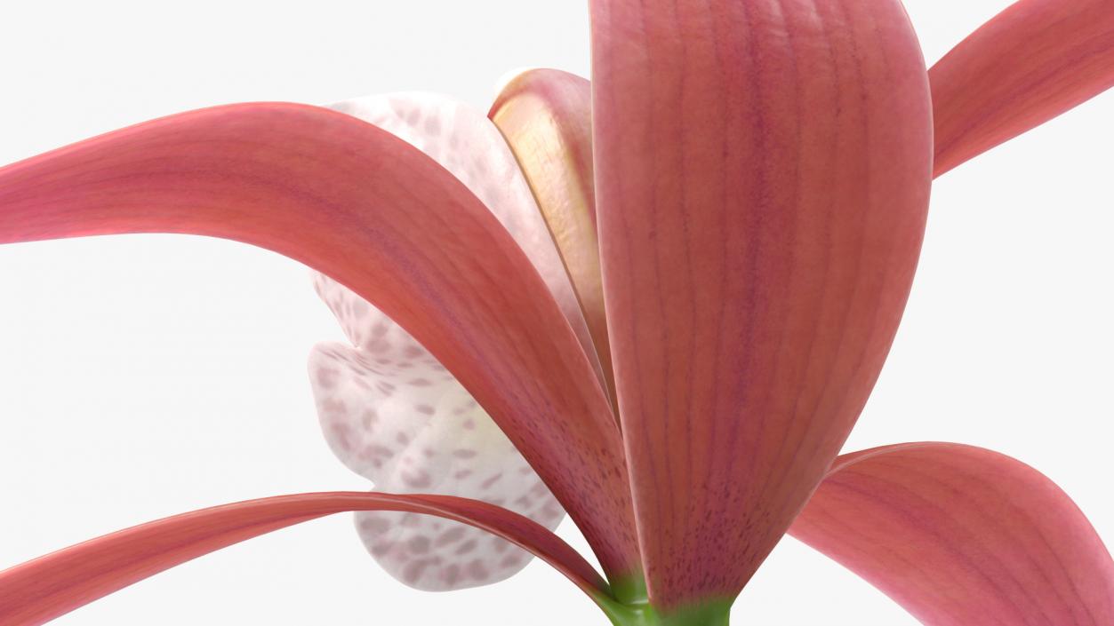 3D Cymbidium Orchid Flower Pink model