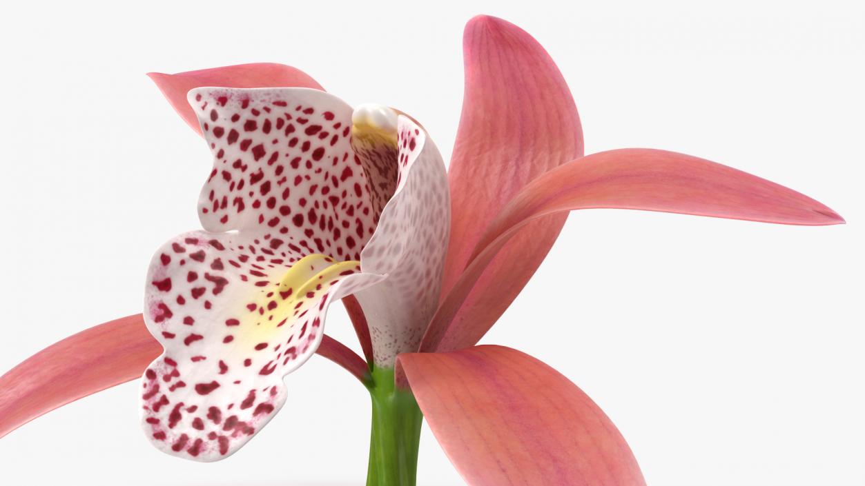 3D Cymbidium Orchid Flower Pink model