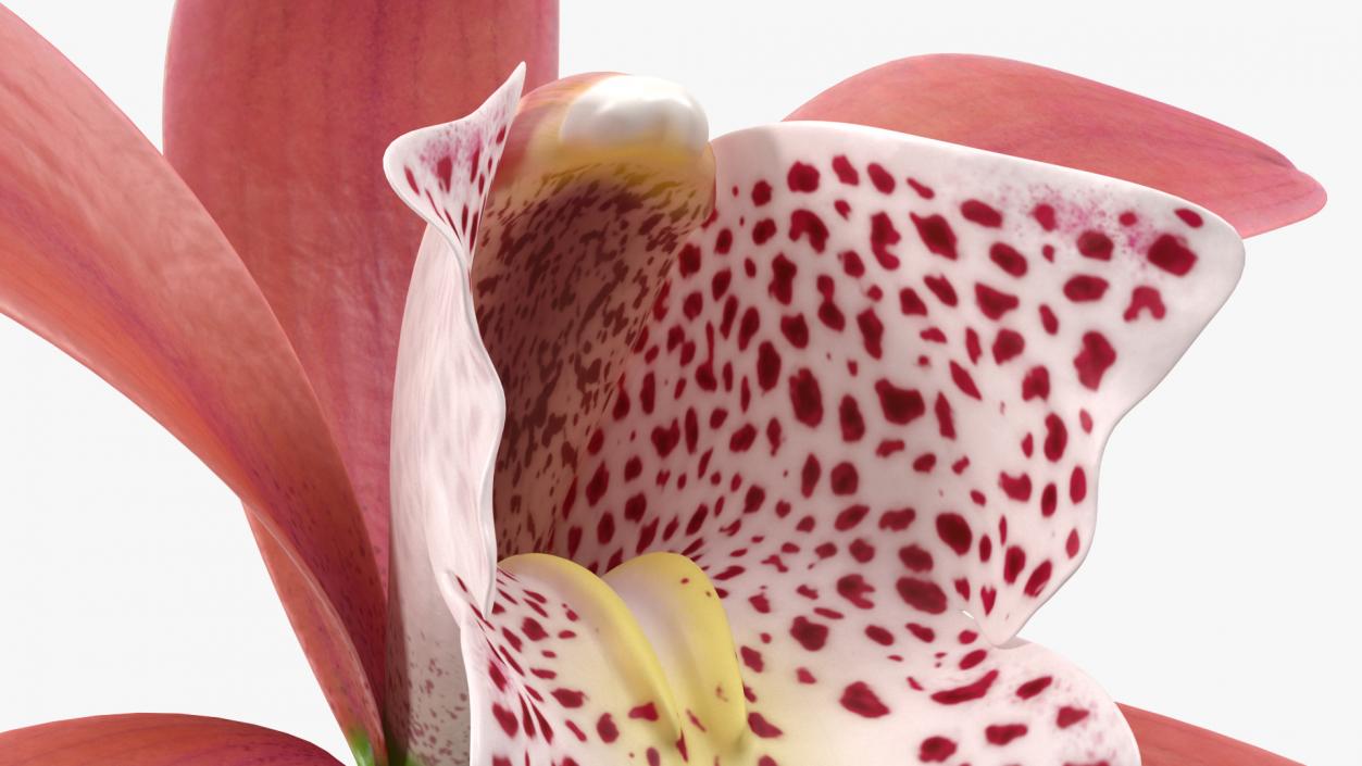 3D Cymbidium Orchid Flower Pink model