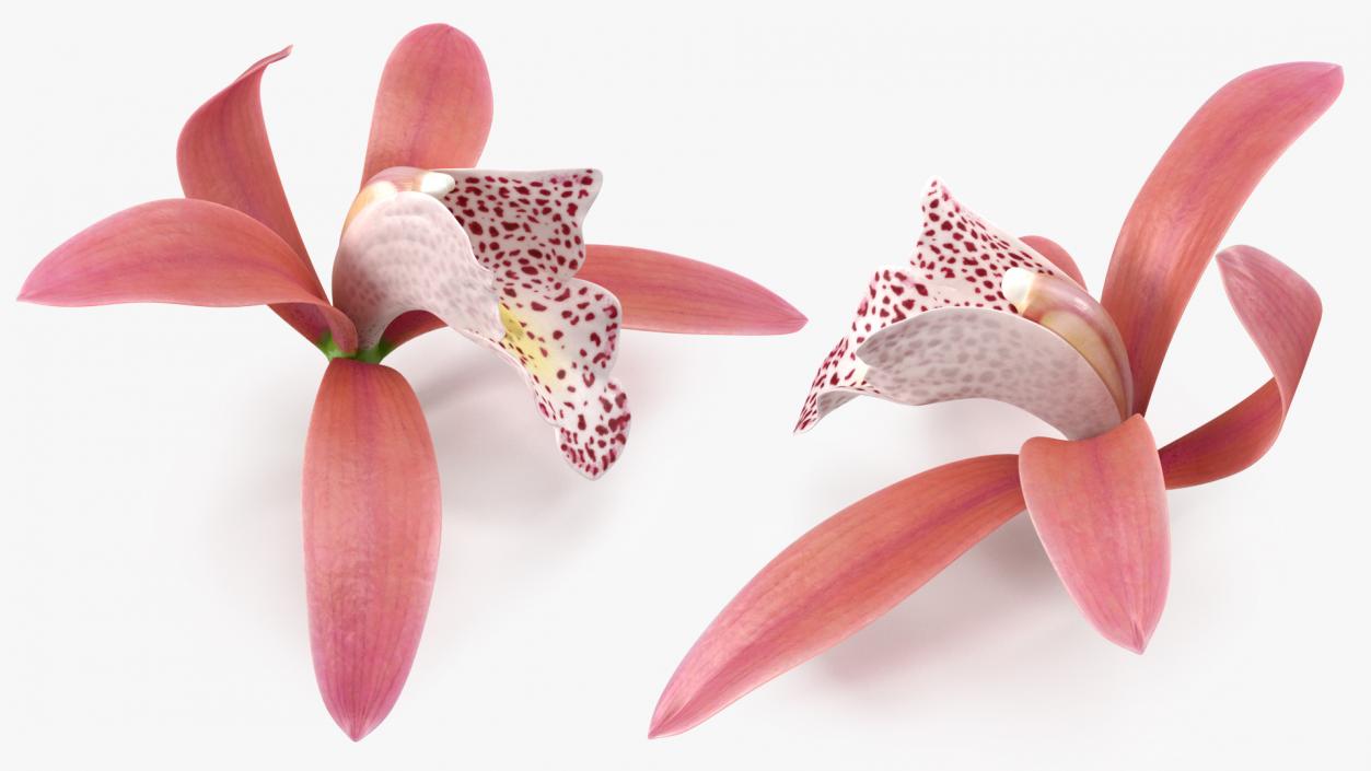 3D Cymbidium Orchid Flower Pink model