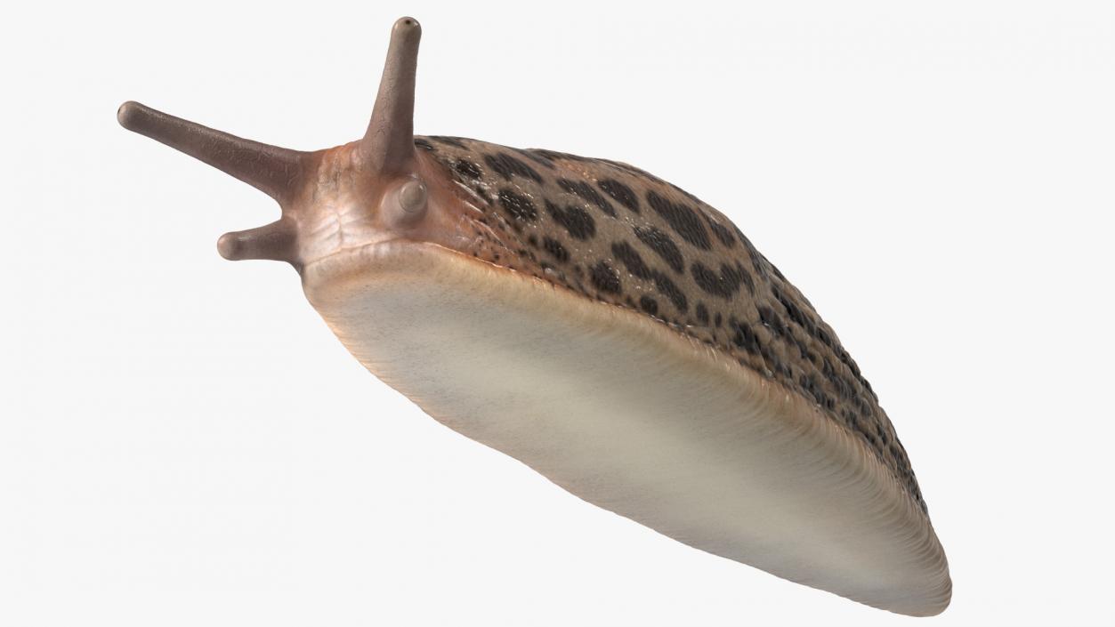 3D Great Slug Rigged for Modo