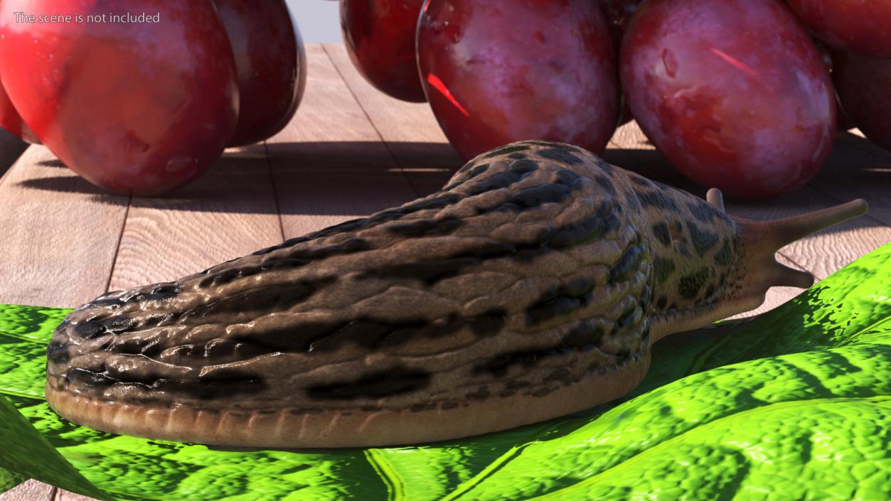 3D Great Slug Rigged for Modo