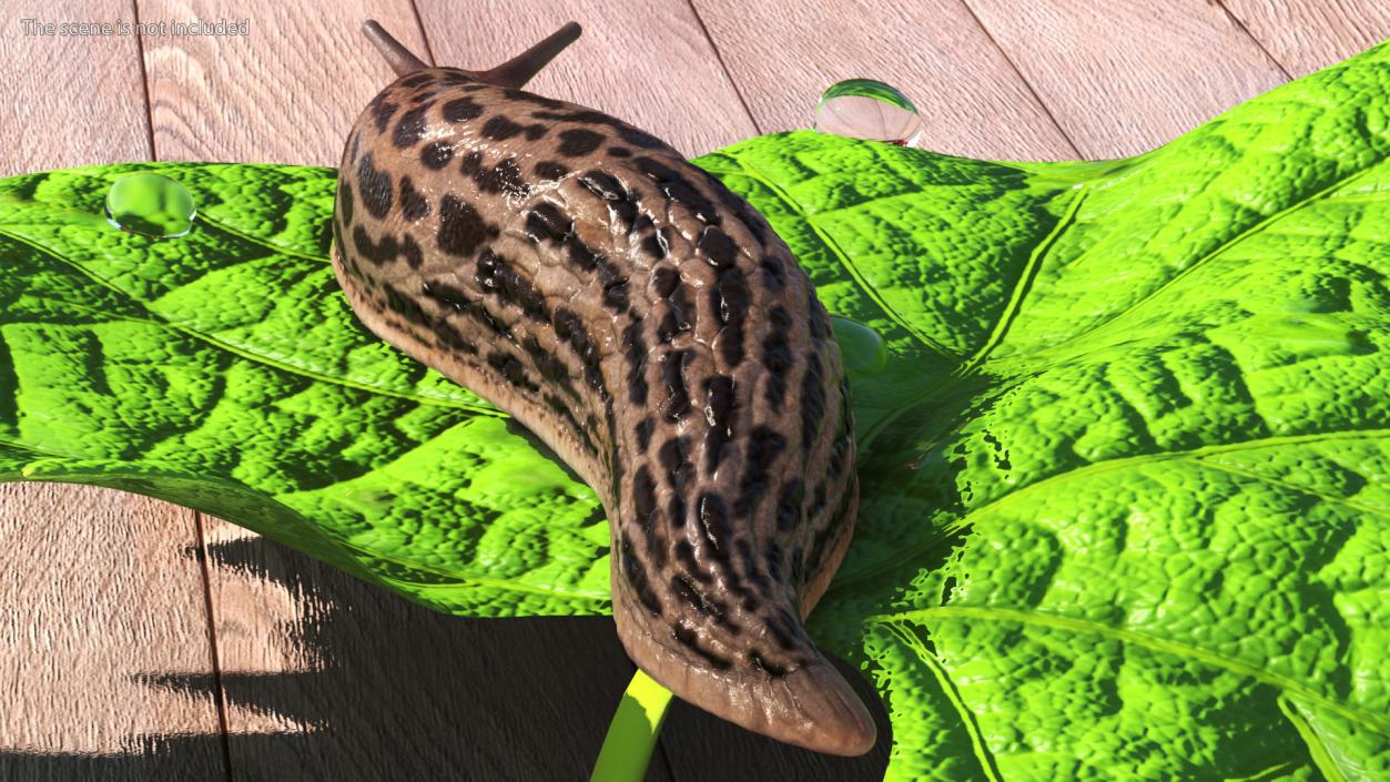 3D Great Slug Rigged for Modo