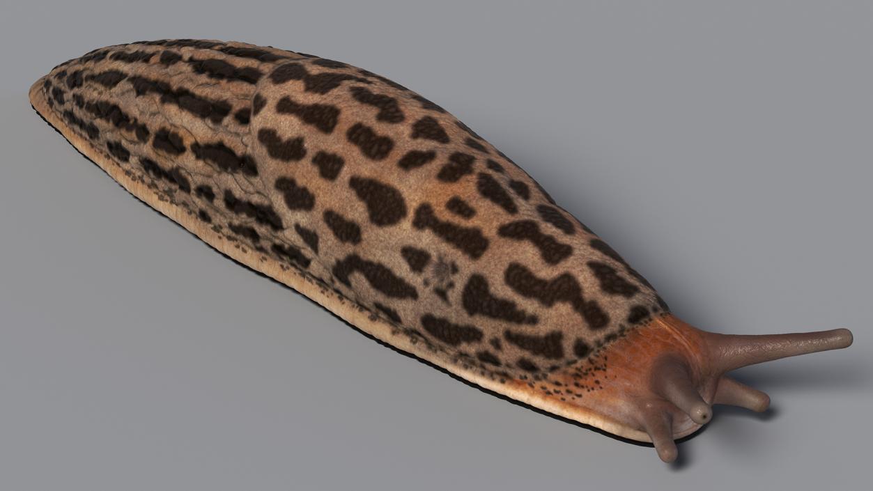 3D Great Slug Rigged for Modo