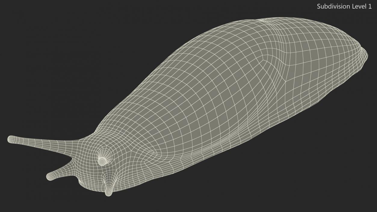 3D Great Slug Rigged for Modo