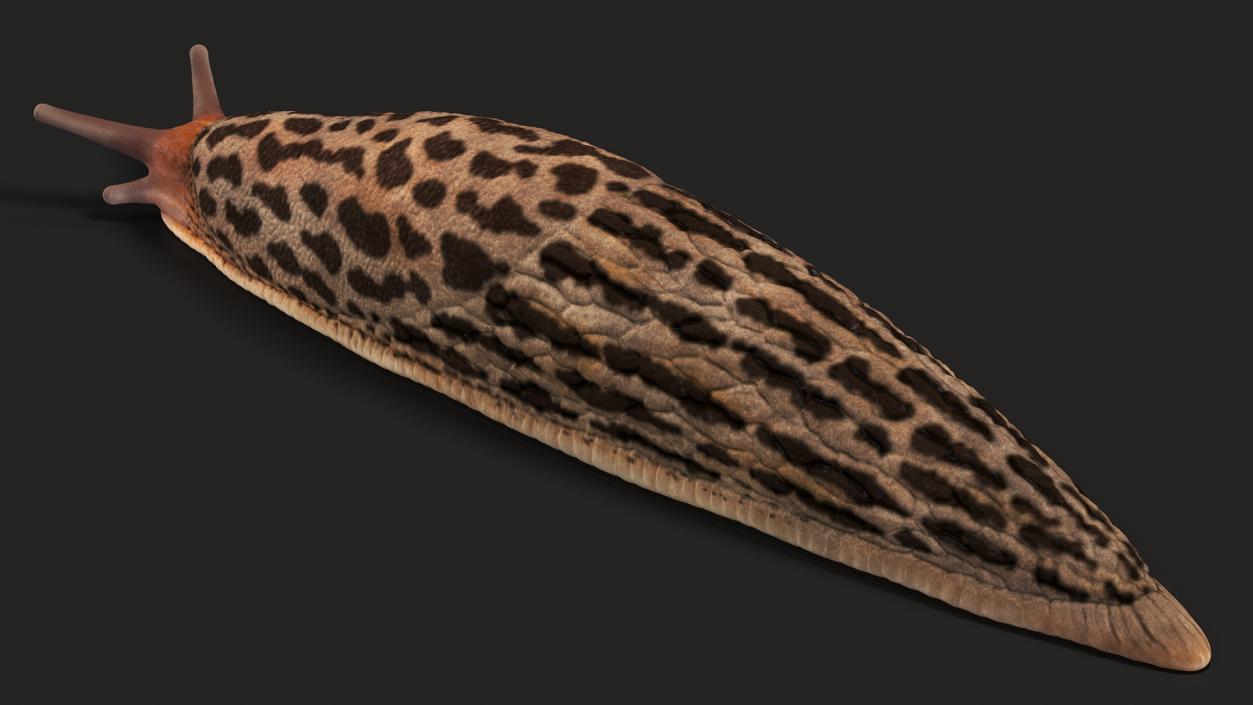 3D Great Slug Rigged for Modo