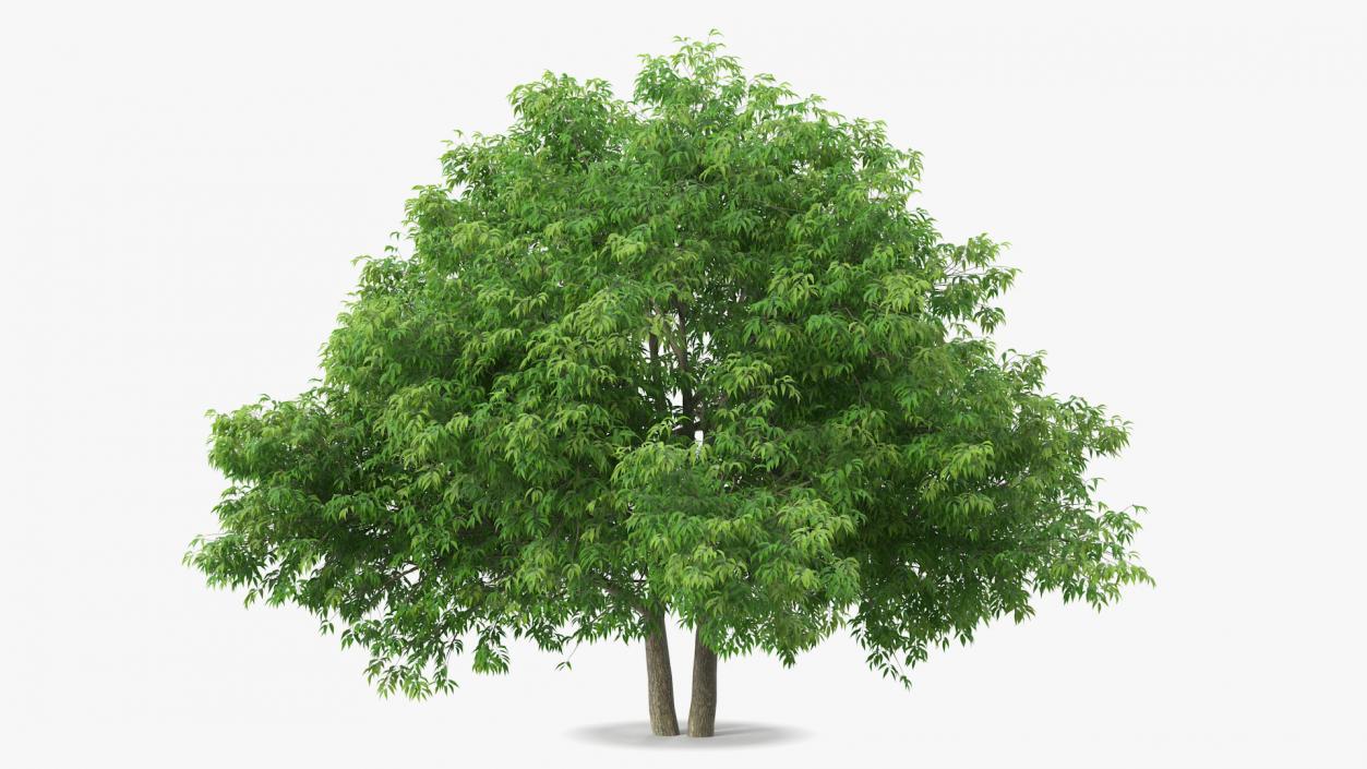 American Elderberry Tree 3D model