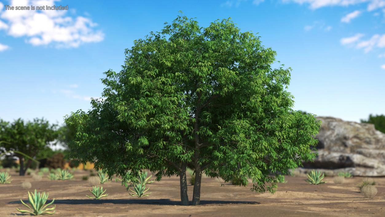 American Elderberry Tree 3D model