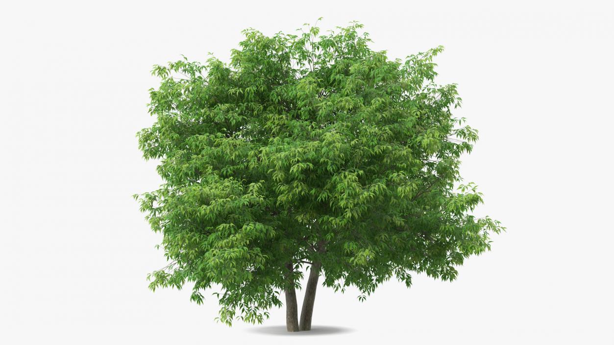 American Elderberry Tree 3D model