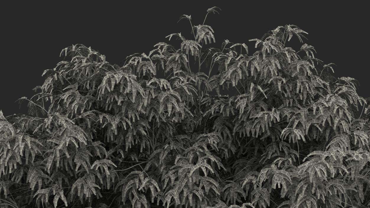 American Elderberry Tree 3D model