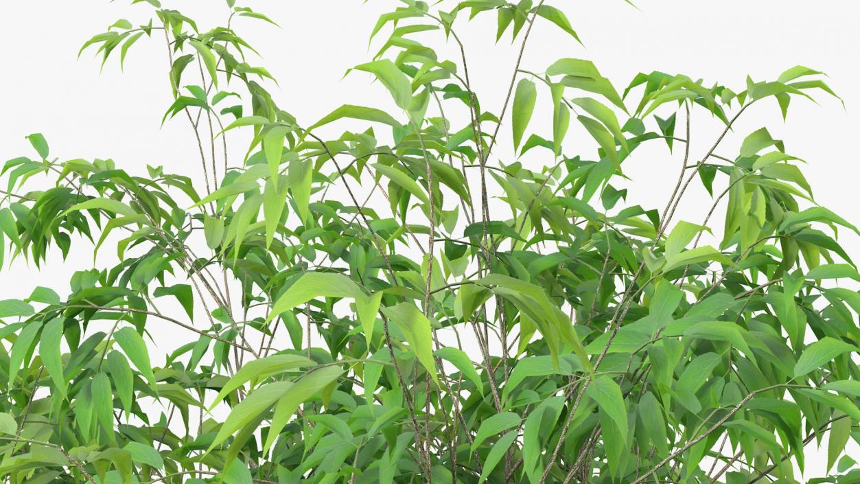 American Elderberry Tree 3D model