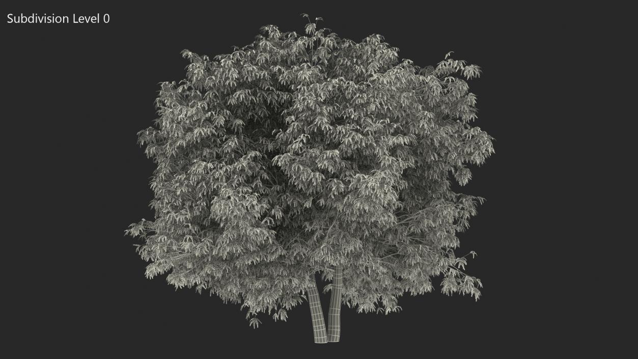 American Elderberry Tree 3D model