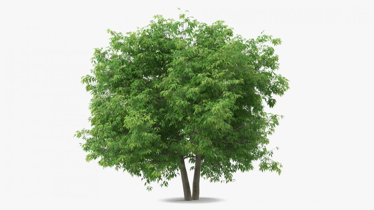 American Elderberry Tree 3D model