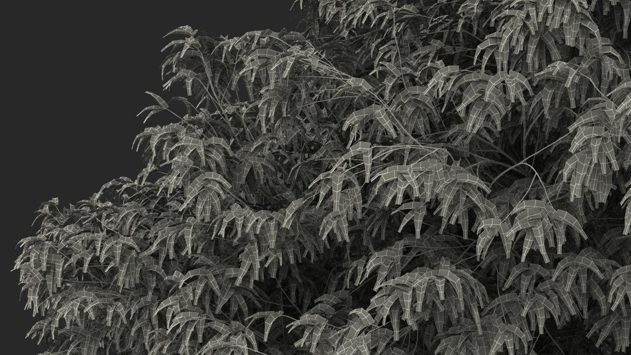 American Elderberry Tree 3D model