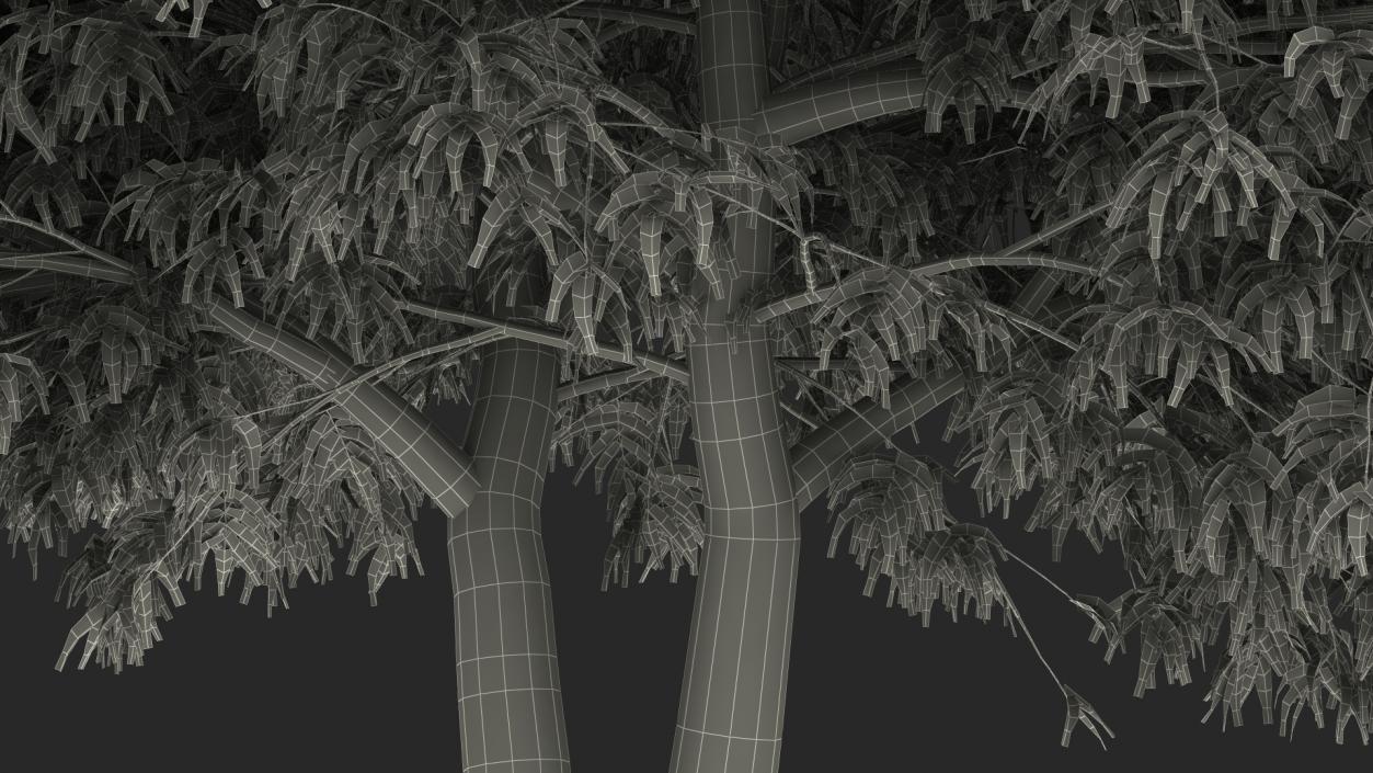 American Elderberry Tree 3D model