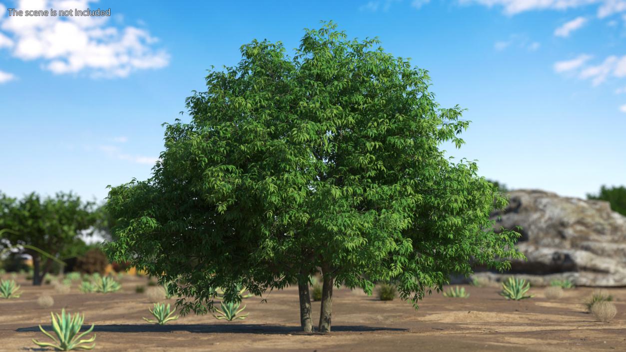 American Elderberry Tree 3D model