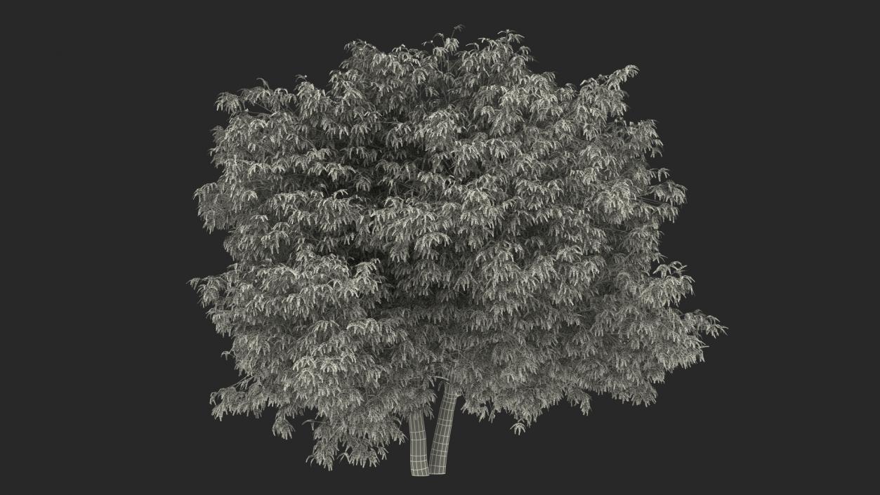 American Elderberry Tree 3D model