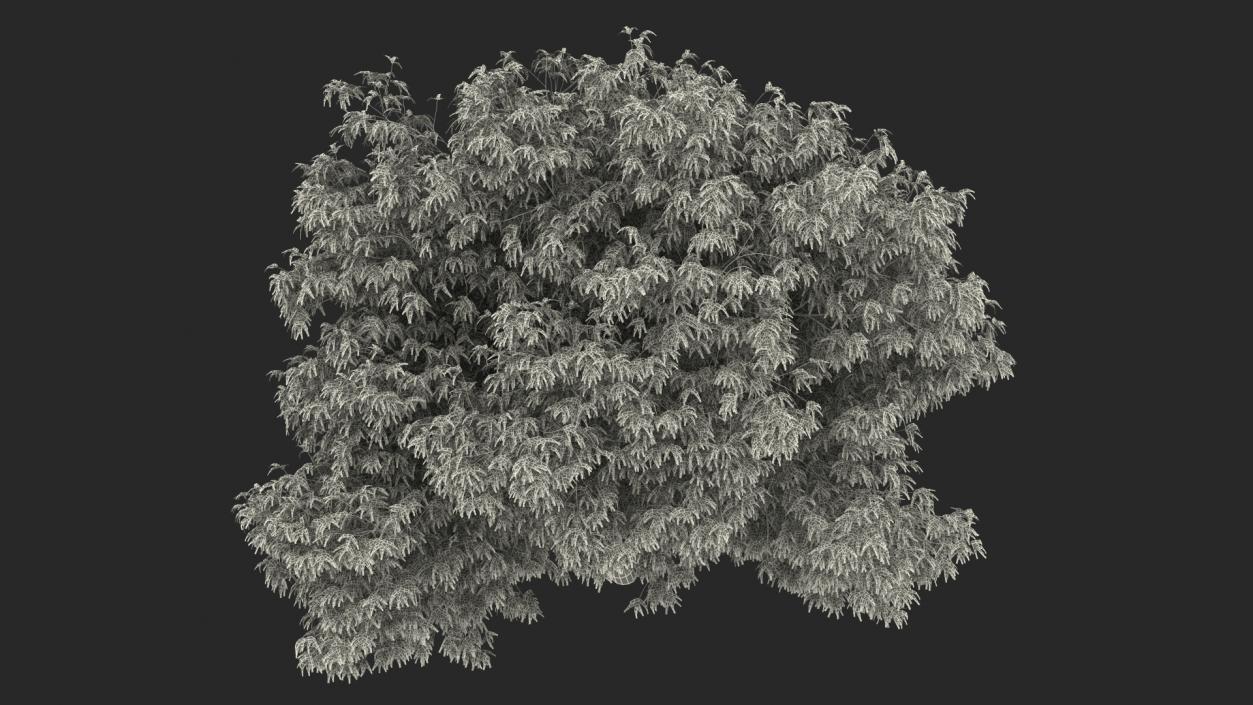 American Elderberry Tree 3D model